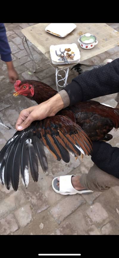 Red aseel lakha murga patha breeding ky liye ready