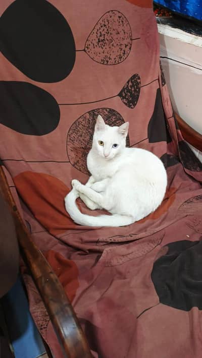 Persian female cat for sale