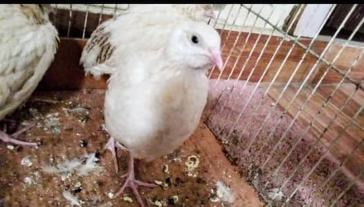 High quality Batair for sale. . . !