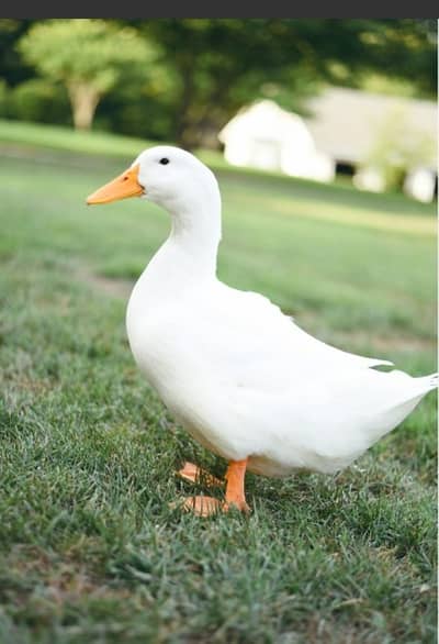 Desi White Females required