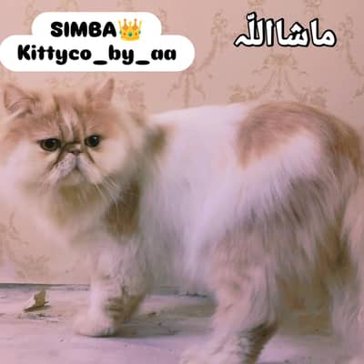 peki/paki/piki adult and confirm breeder male and female cats.