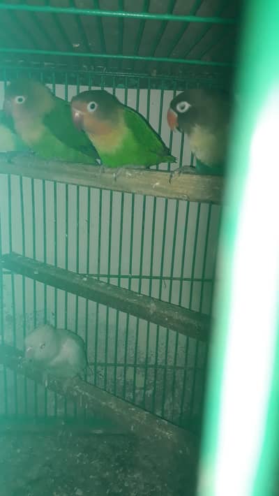 v pide male and creameno red ino cocktail pair