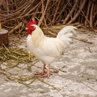 3 DESI MURGA For sale