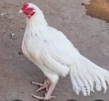 Paper White Aseel Heera For Sale. . Whats app 03055024541