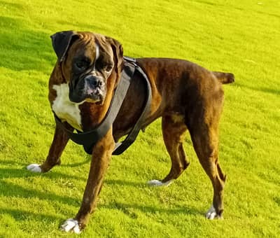 Boxer Female Pedigree