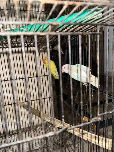 Breeder pair Albino red eye male cremino red eye female urgent sale