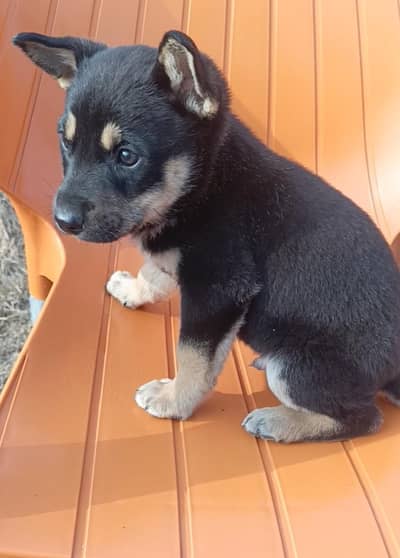 pure working line Alsatian dog breed available