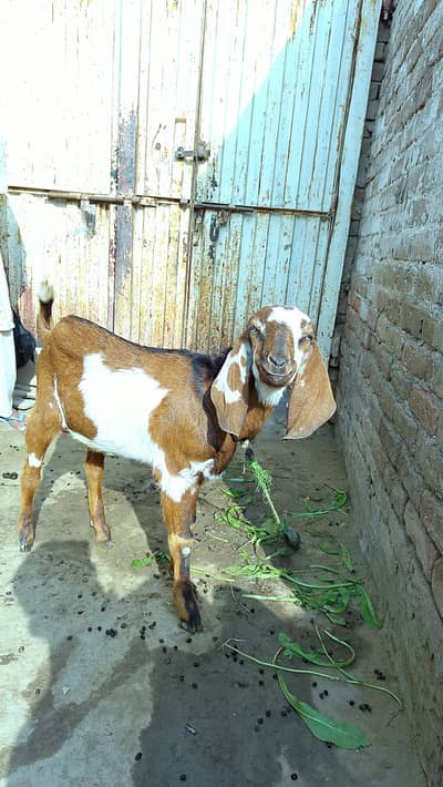 bakra