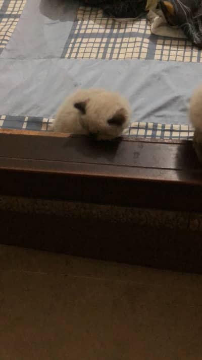 Himallyan kitten pair for sale