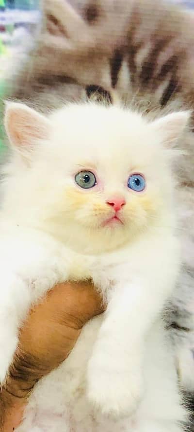Pure White Persian Kitten – Odd Eyes