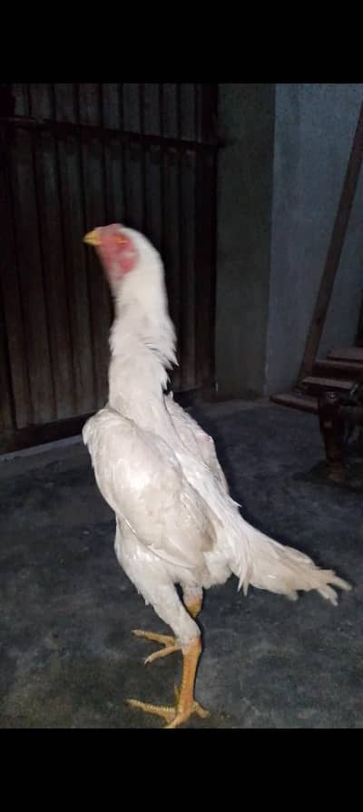 Aseel shamo | white shamo | king size Shamo | German shamo