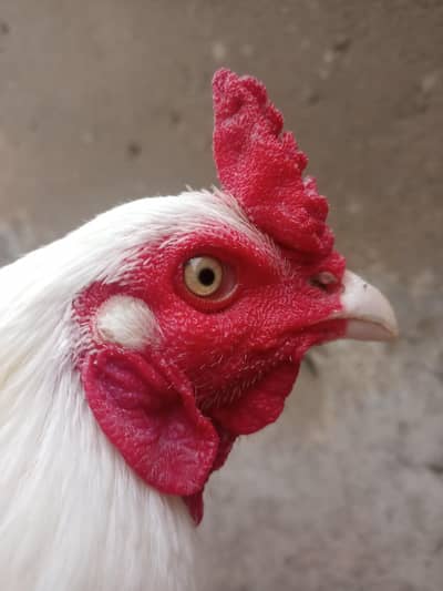 Pure Aseel heera /lassani Aseel pathy/mushka/hen/Murga/white paper eeg