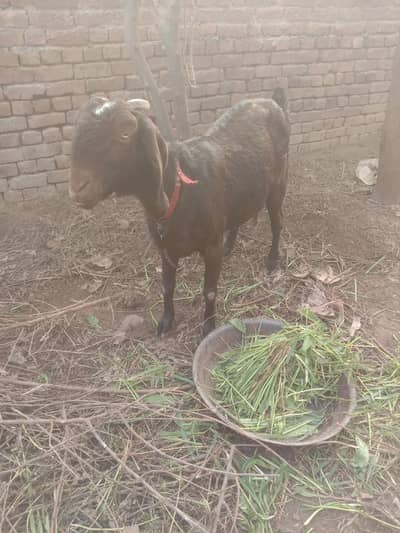 home. bread goat for sale