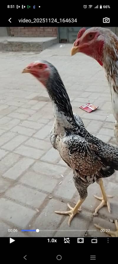 ShAmo eggs available