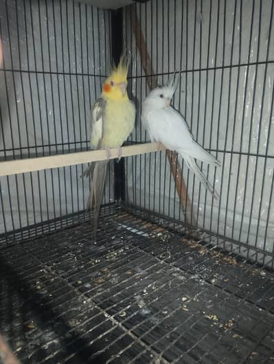 fellwo ka male Eno ki femal  nail tail flying sub oky ha