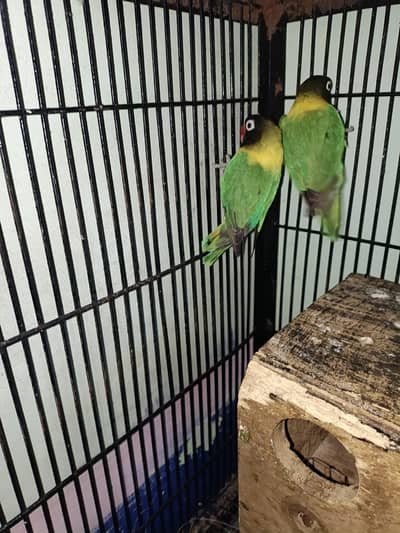 black mask aferican love birds pair bounded hai first timer hai