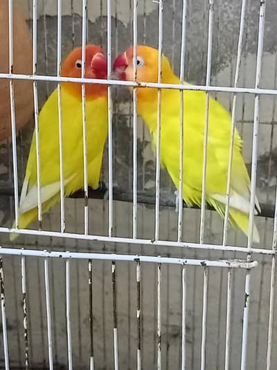 love birds