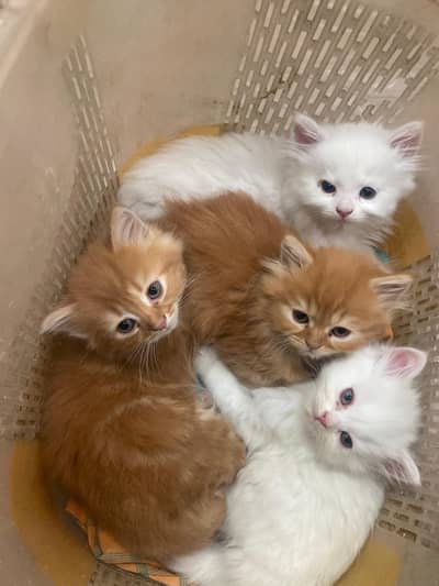 kitten.  price par kitten