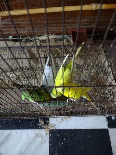 2 pairs of budgies with cage