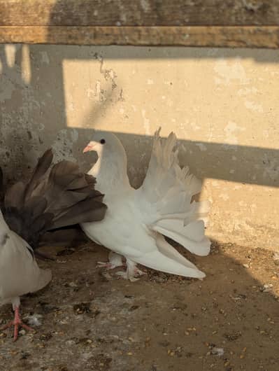 lakka , laka , faintail pigeon kabutter for sale
