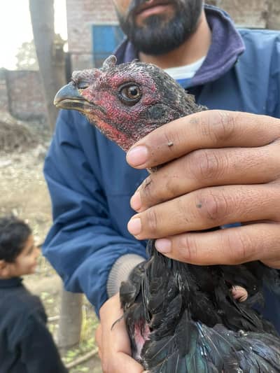 Thai pakoya Madi  full healthy