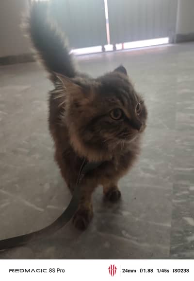 Persian brown long hair cat