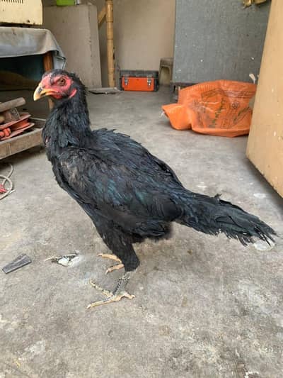 Burmi / Japanese pakoye  / pakoye trad