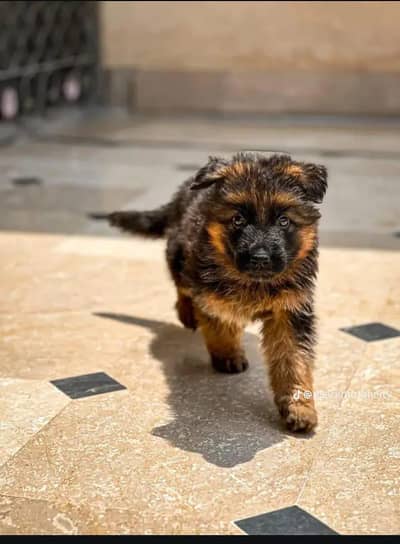 German Shepherd puppy long coat for sale