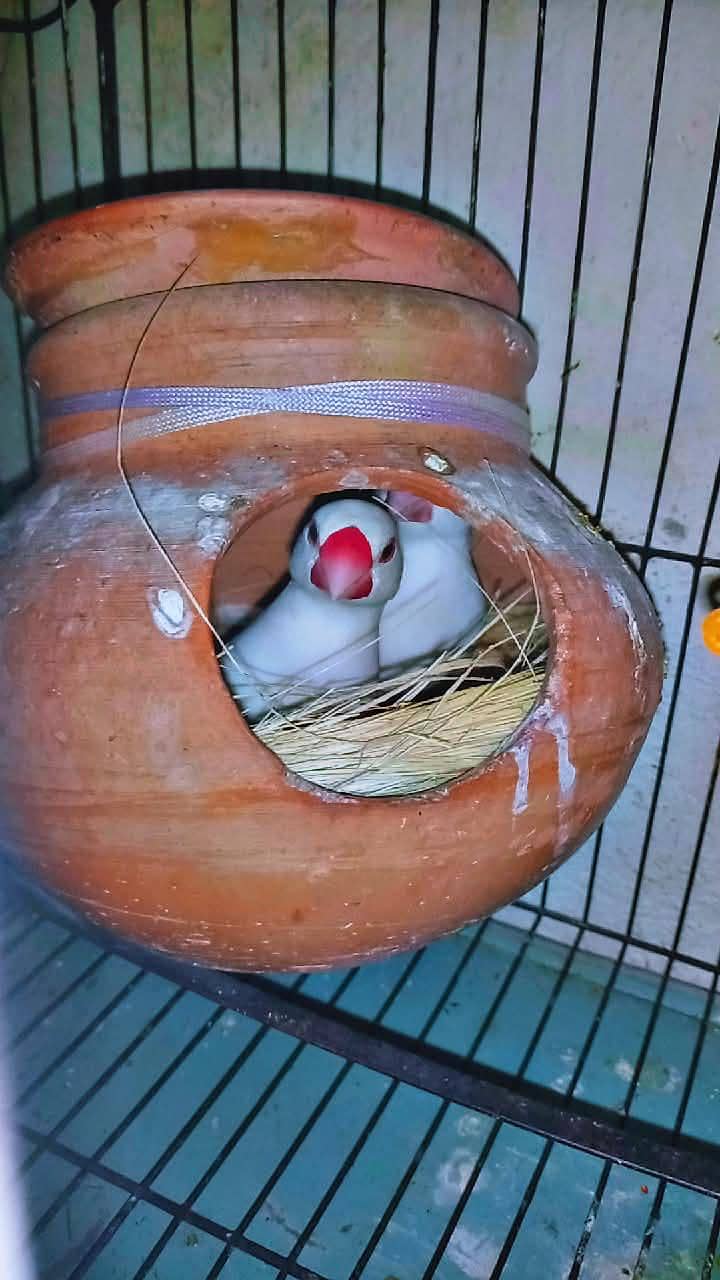 white java breader pair for sale with small cage 0