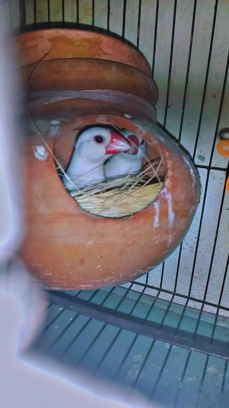 white java breader pair for sale with small cage 1