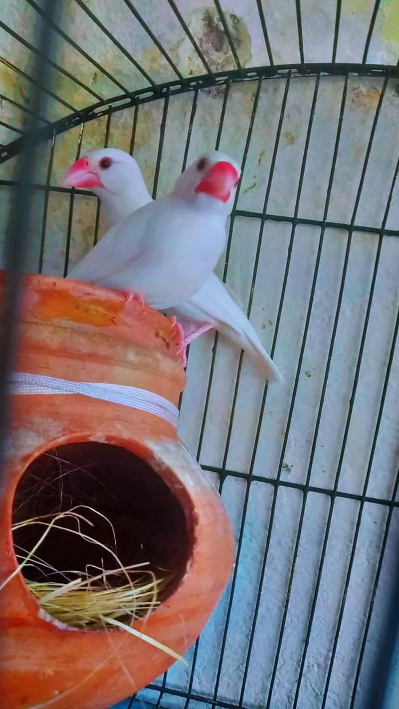 white java breader pair for sale with small cage 2