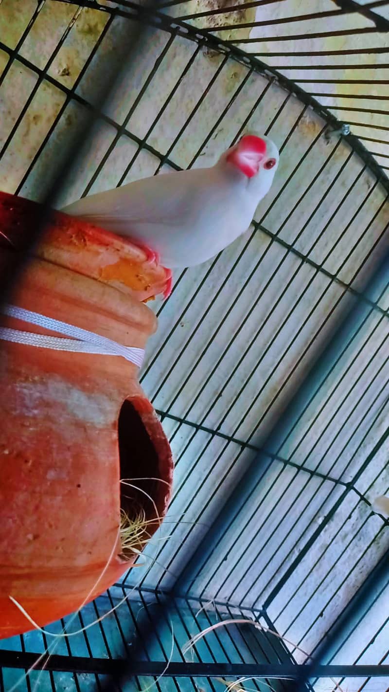 white java breader pair for sale with small cage 3