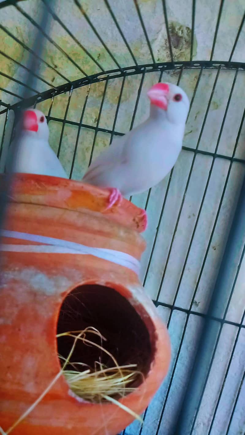 white java breader pair for sale with small cage 4