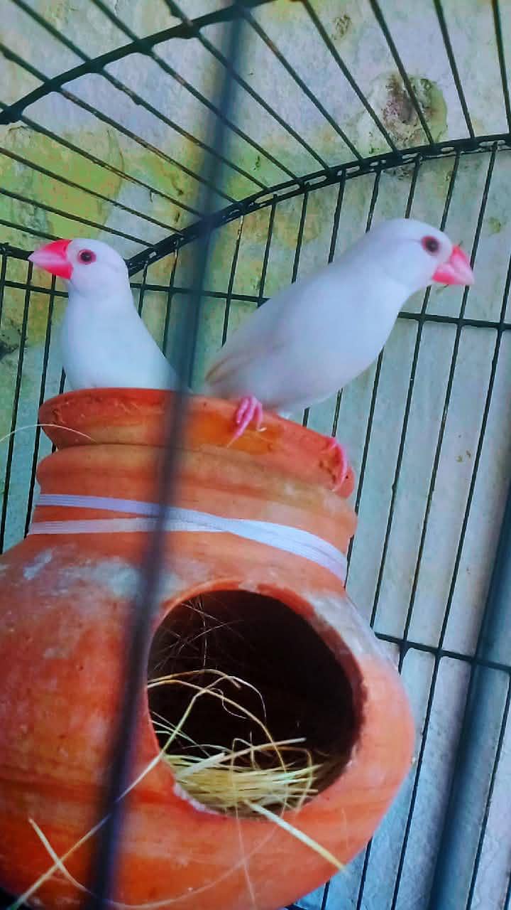 white java breader pair for sale with small cage 5