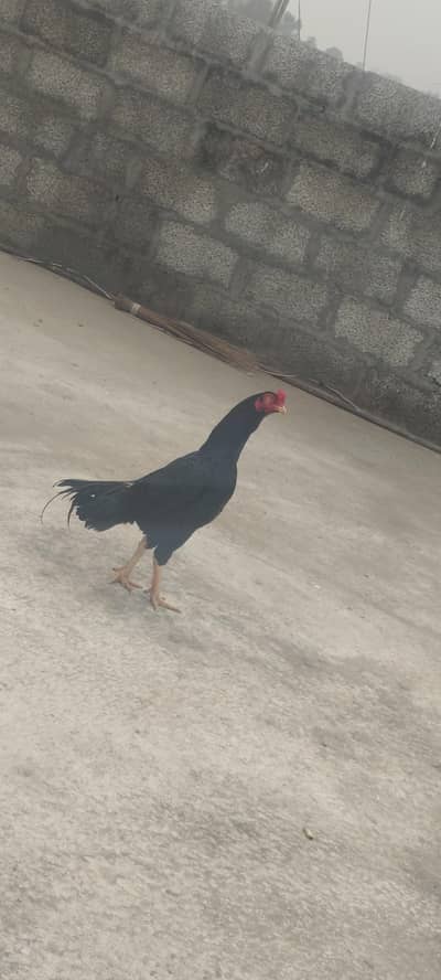 aseel Murga Hai for sale