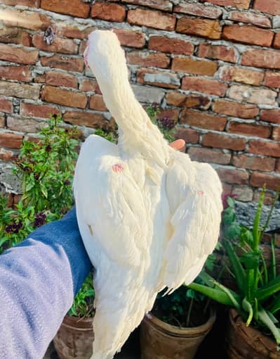 heere asell fimale  sale