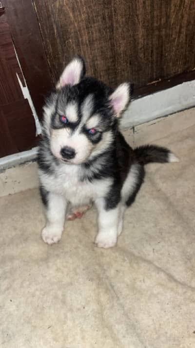 Siberian husky puppies male female both available wooly coat blue eyes