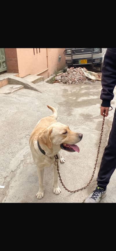 Labrador male breeder Show winner
