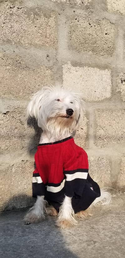 “Lovely Shih Tzu Poodle Dog Lily for New Home”