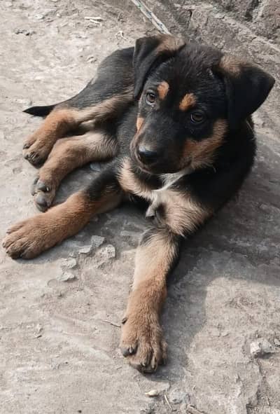 Rottweilers baby dog