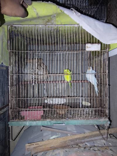 birds cage arjant sale