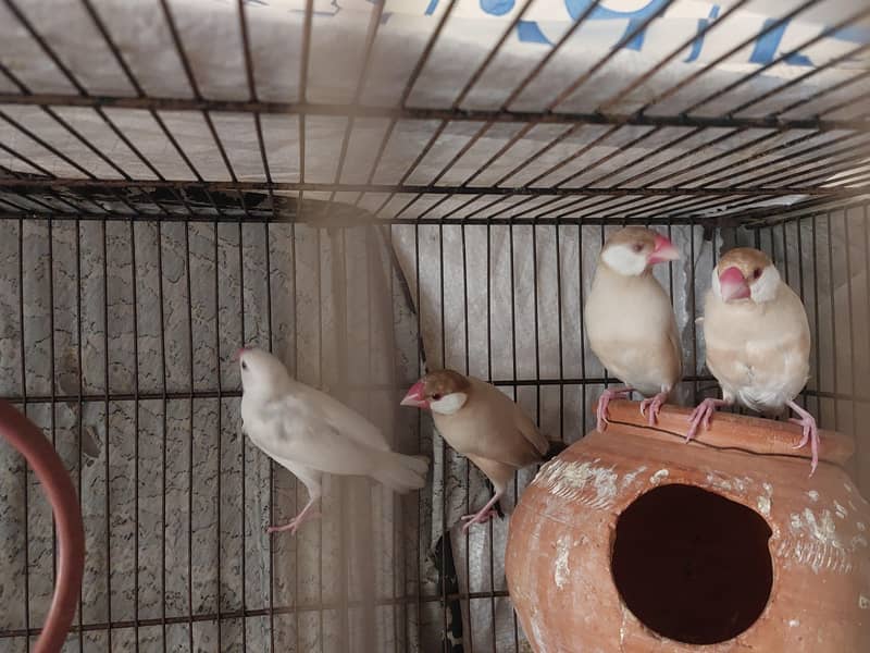 Two Fawn Java Breeder Pairs 0