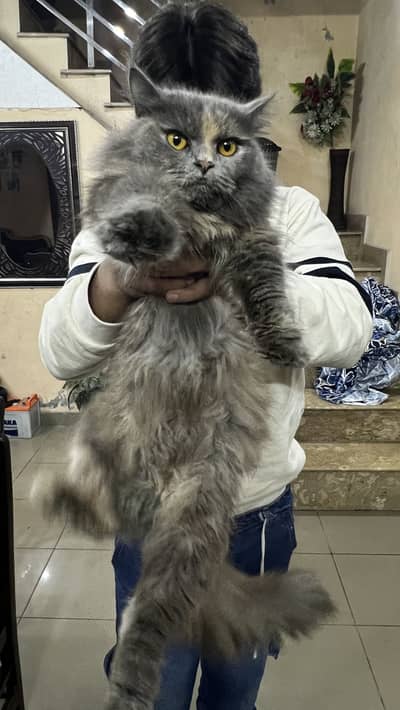 Fluffy Persian Cat for Sale
