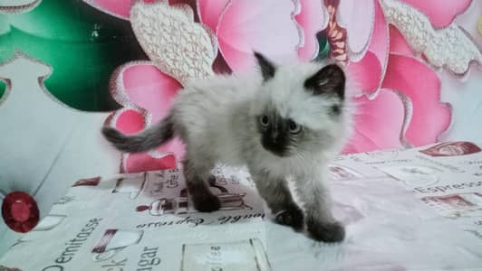 Persian male triple coated  kitten