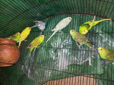 Australian breeder budgies what's app : 0302-6247572