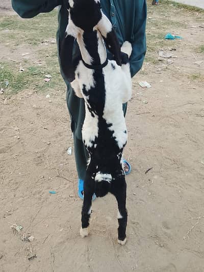 male ative ha  urgent sell