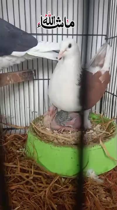 Sherzi fancy pigeon Breder pair with 1 Chick For Sale