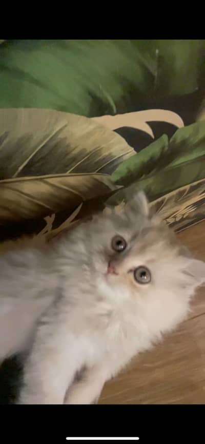 PERSIAN MALE KITTEN 2 MONTHS