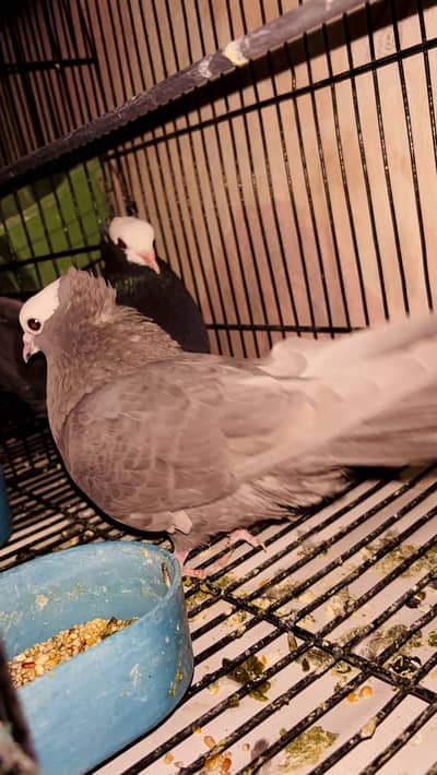 Black and gray mukhi Kabutar pigeon