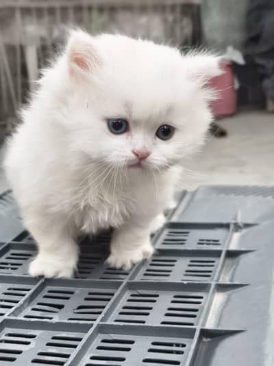 White kitten for sale